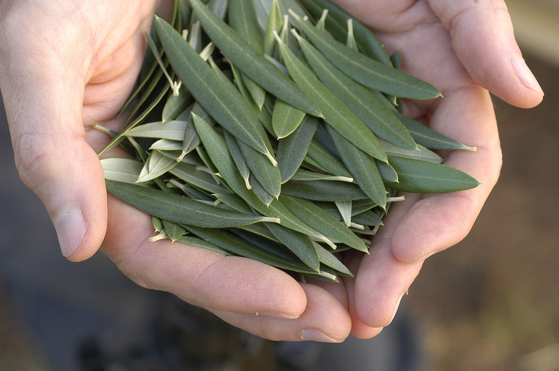 10 Benefits of Olive Leaf Extract Benefits and Uses