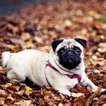 Benefits-of-Garlic-for-Dogs