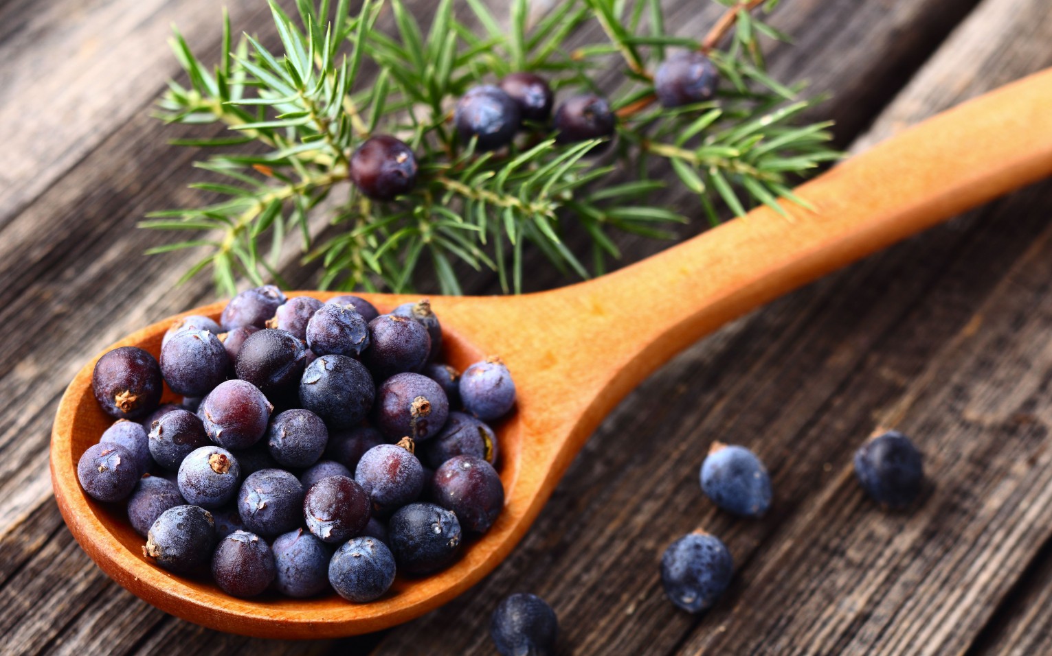 10-amazing-health-benefits-of-juniper-berry-essential-oil