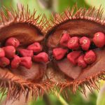 Benefits-and-Uses-of-Annatto