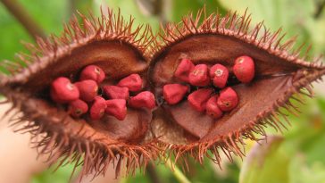 Benefits-and-Uses-of-Annatto