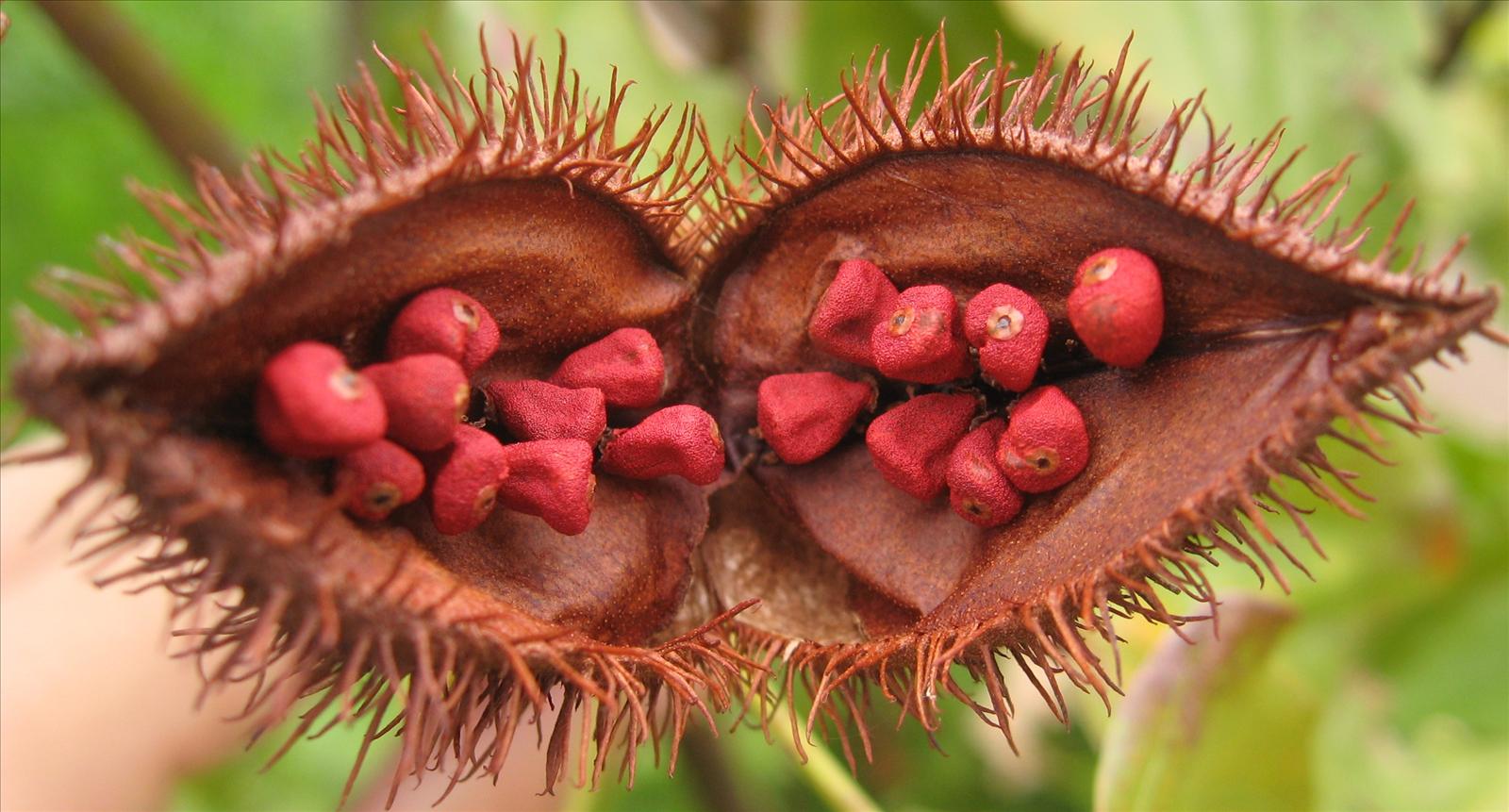 Benefits-and-Uses-of-Annatto