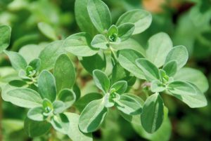 Health-Benefits-of-Marjoram