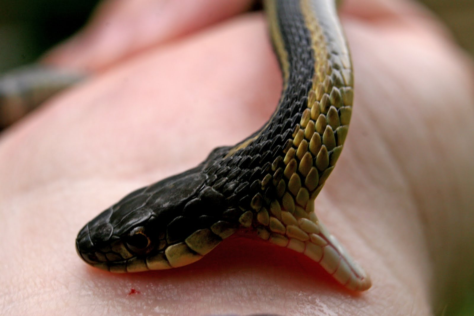 Oleander-tree-to-treat-snake-bite