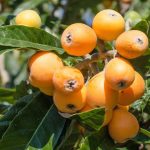 10 Amazing Health Benefits of a Loquat Tree