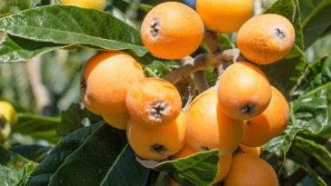 10 Amazing Health Benefits of a Loquat Tree