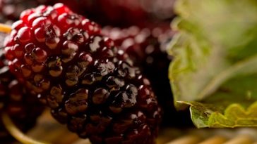 Benefits-and-Uses-of-Mulberry-Tree