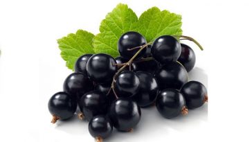 Health-Benefits-of-Black-currant