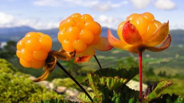 Cloudberry fruit