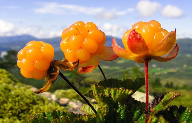 10-health-benefits-and-uses-of-cloudberry-benefits-and-uses