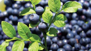 Bilberry-Extract