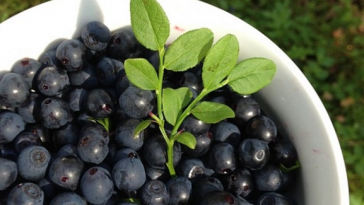 Health-Benefits-of-Bilberry