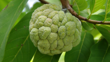 Health-Benefits-of-Custard-Apple