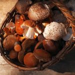 mushroom-benefits