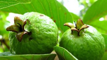 benefits-of-eating-guava