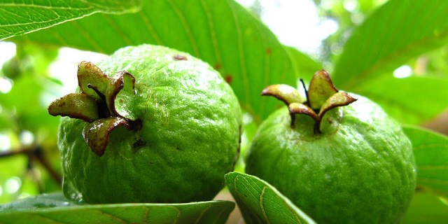 benefits-of-eating-guava