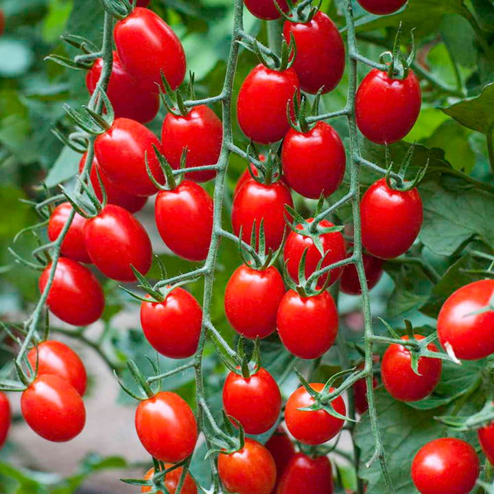 Specifications Of The Tomato Planter And The Plant Must Match