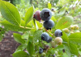 Are Blueberries Acidic?