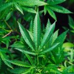 Cannabis-california